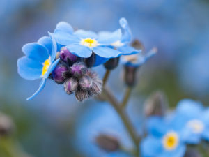 Image of forget-me-nots blooming