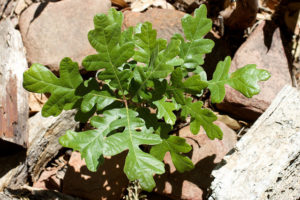 Oak sapling