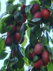 plums un bended branches, symbolic of bowing to someone who's died